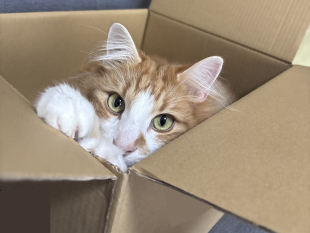 T事務官の飼い猫の写真